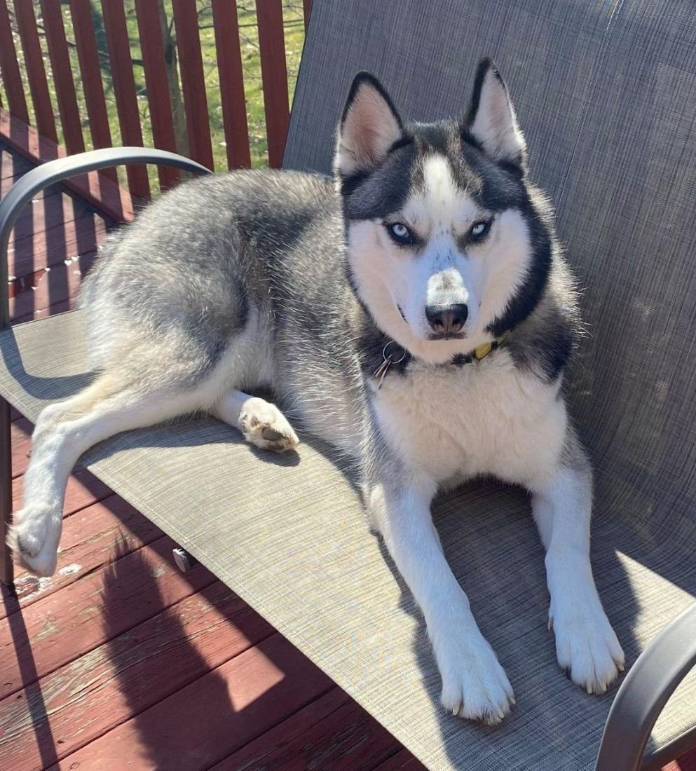 This is Dave’s dog, Bruce!